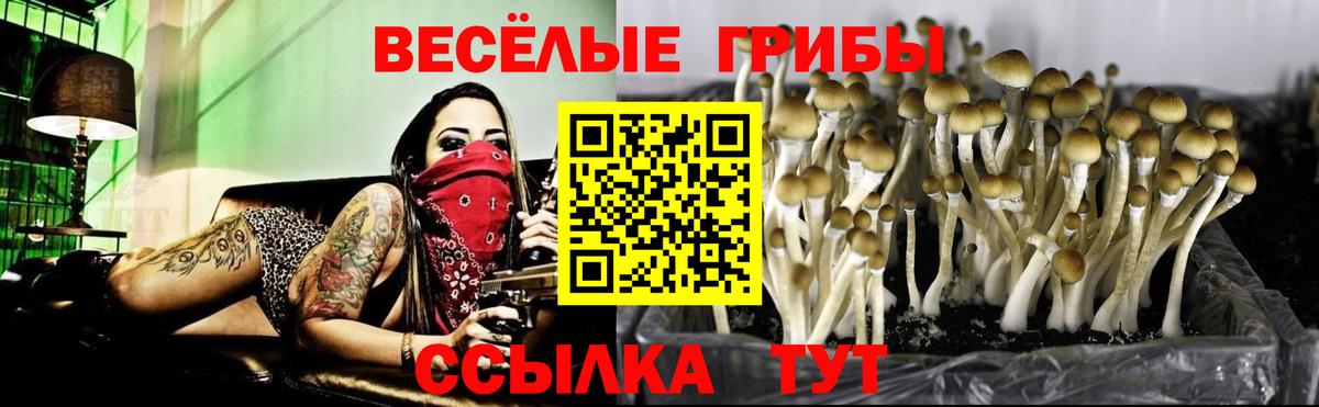 Тверь  Псилоцибиновые грибы ЛСД  Вход с VPN  Псилоцибиновые грибы Cubensis 